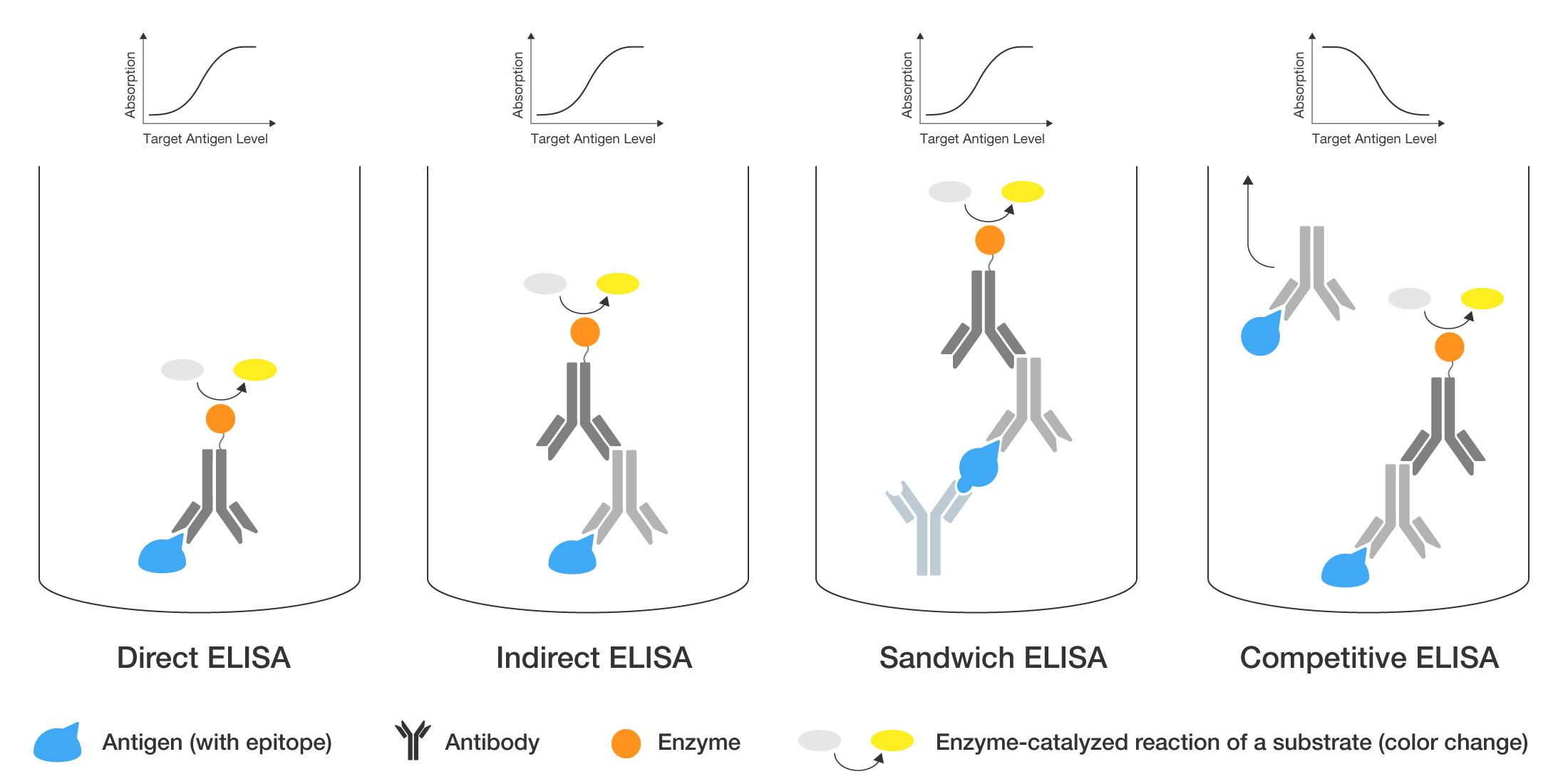 ELISA in Food Safety Testing: A Complete Overview Hygiena