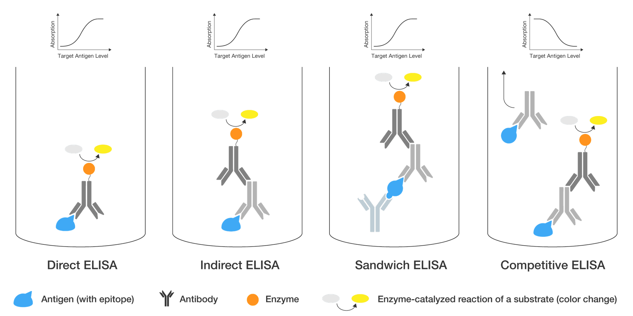 ELISA in Food Safety Testing: A Complete Overview | Hygiena